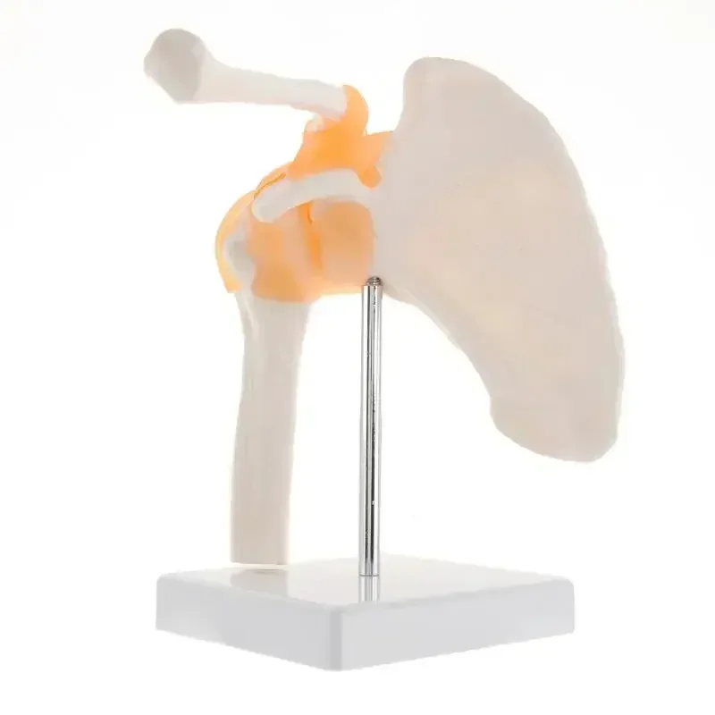 Functional Anatomical Life Size Human Anatomy Skeleton Shoulder Joint Bone Muscle Model For Teaching Resources Study Tool
Functional Anatomical Life Size Human Anatomy Skeleton Shoulder Joint Bone Muscle Model For Teaching Resources Study Tool