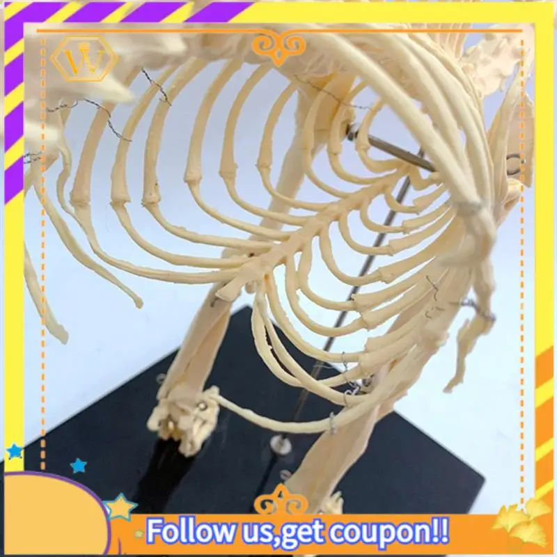 Latest-Dog Skeleton Model Laboratory Veterinary Teaching Demonstration Tool 1 Piece PVC
Latest-Dog Skeleton Model Laboratory Veterinary Teaching Demonstration Tool 1 Piece PVC