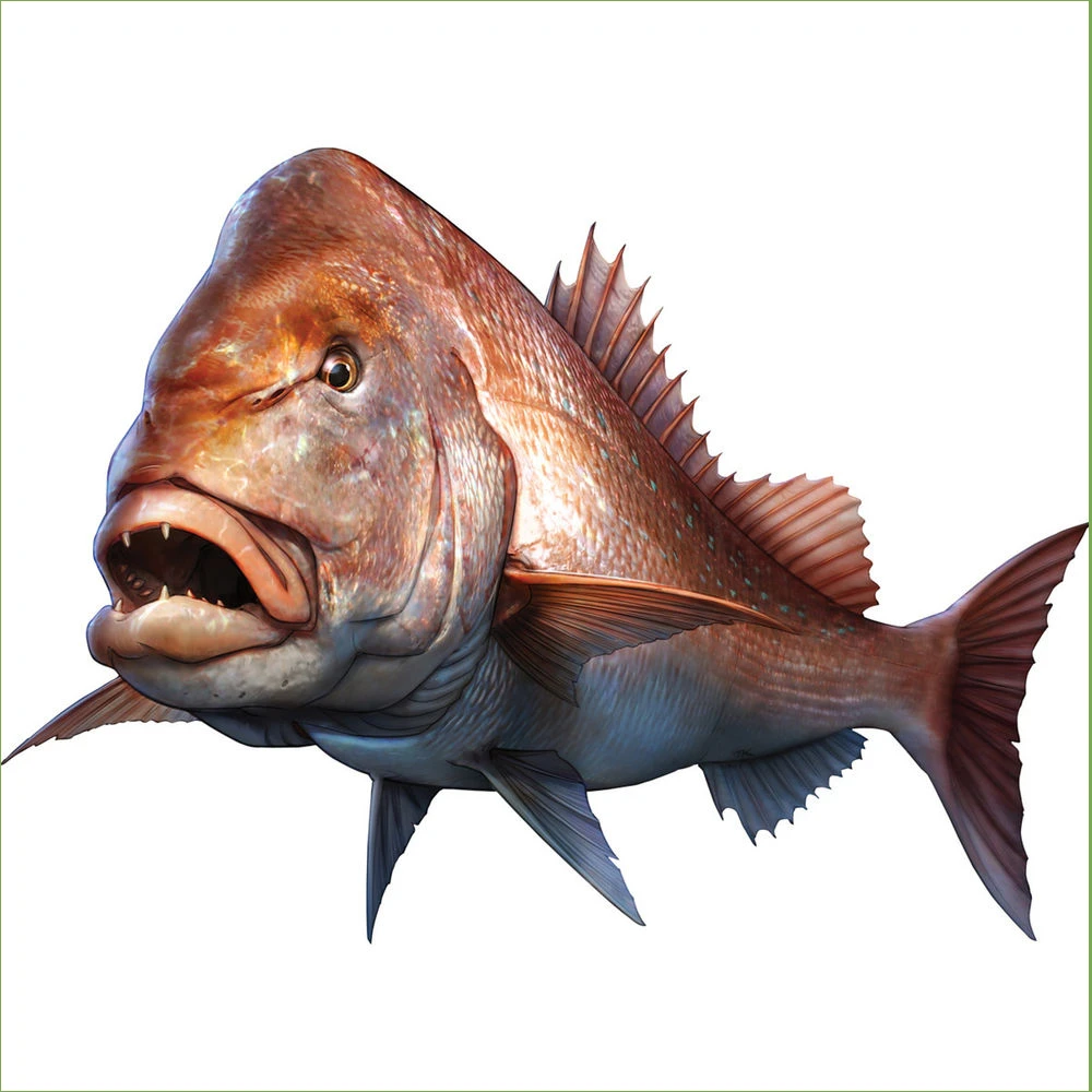 Fashion Car Sticker Large Mouth Bass Fish Fishing Pagrus Major Boat Kayak Automobiles Accessories PVC Decal 18CM
Fashion Car Sticker Large Mouth Bass Fish Fishing Pagrus Major Boat Kayak Automobiles Accessories PVC Decal 18CM