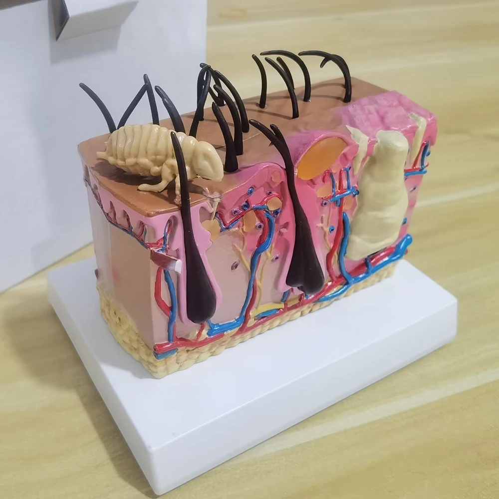 Dog Skin Model Simulation Insect Bite Dog Skin Structure Anatomy Model Pet Teaching Model
Dog Skin Model Simulation Insect Bite Dog Skin Structure Anatomy Model Pet Teaching Model