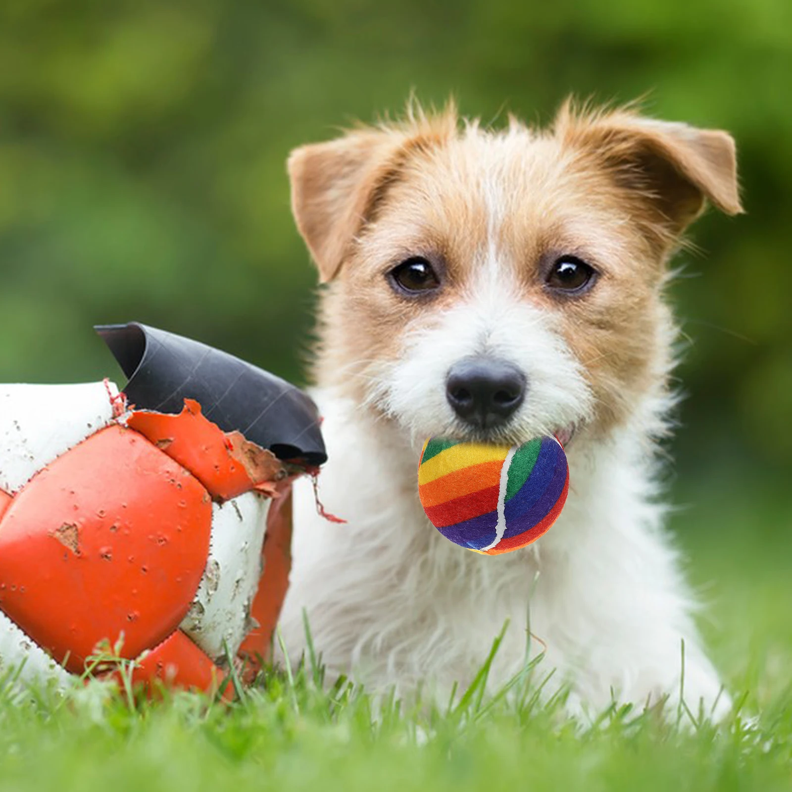 3pcs Rainbow Tennis Balls Mini Colored Elastic Equipment Small Rubber Training Toys Durable Practice Portable
3pcs Rainbow Tennis Balls Mini Colored Elastic Equipment Small Rubber Training Toys Durable Practice Portable