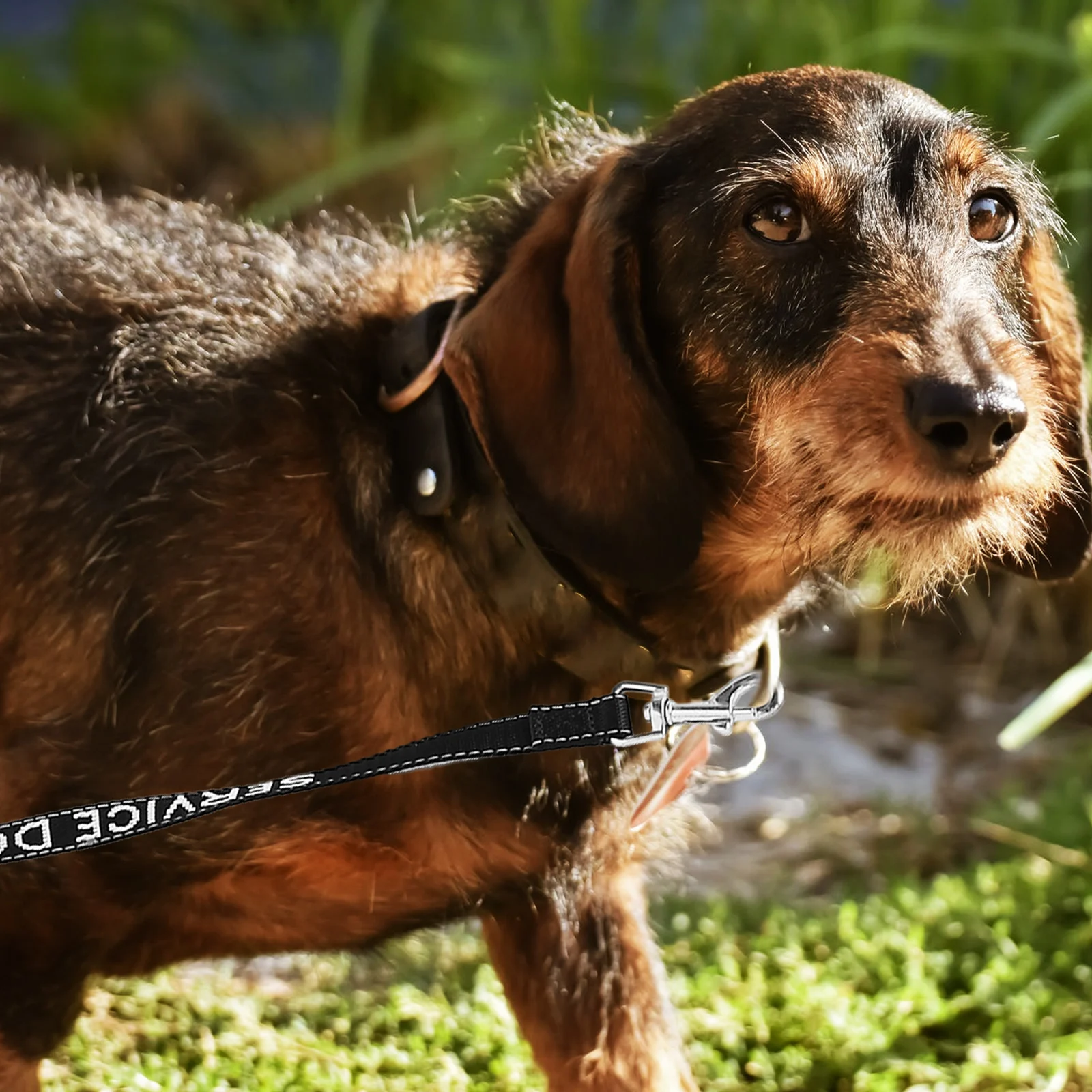 Black 15mmx120cm Pet Leash Multi function Dog Harness Rope Wear resistant Lightweight Portable Service Dog Accessory
Black 15mmx120cm Pet Leash Multi function Dog Harness Rope Wear resistant Lightweight Portable Service Dog Accessory