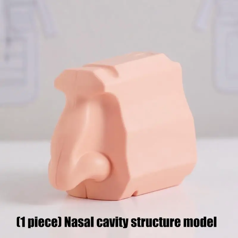 Human Nasal Cavity Anatomy Model Soft Flexible Educational Teaching Tool for Students Doctors 13X10X7CM D2RC
Human Nasal Cavity Anatomy Model Soft Flexible Educational Teaching Tool for Students Doctors 13X10X7CM D2RC
