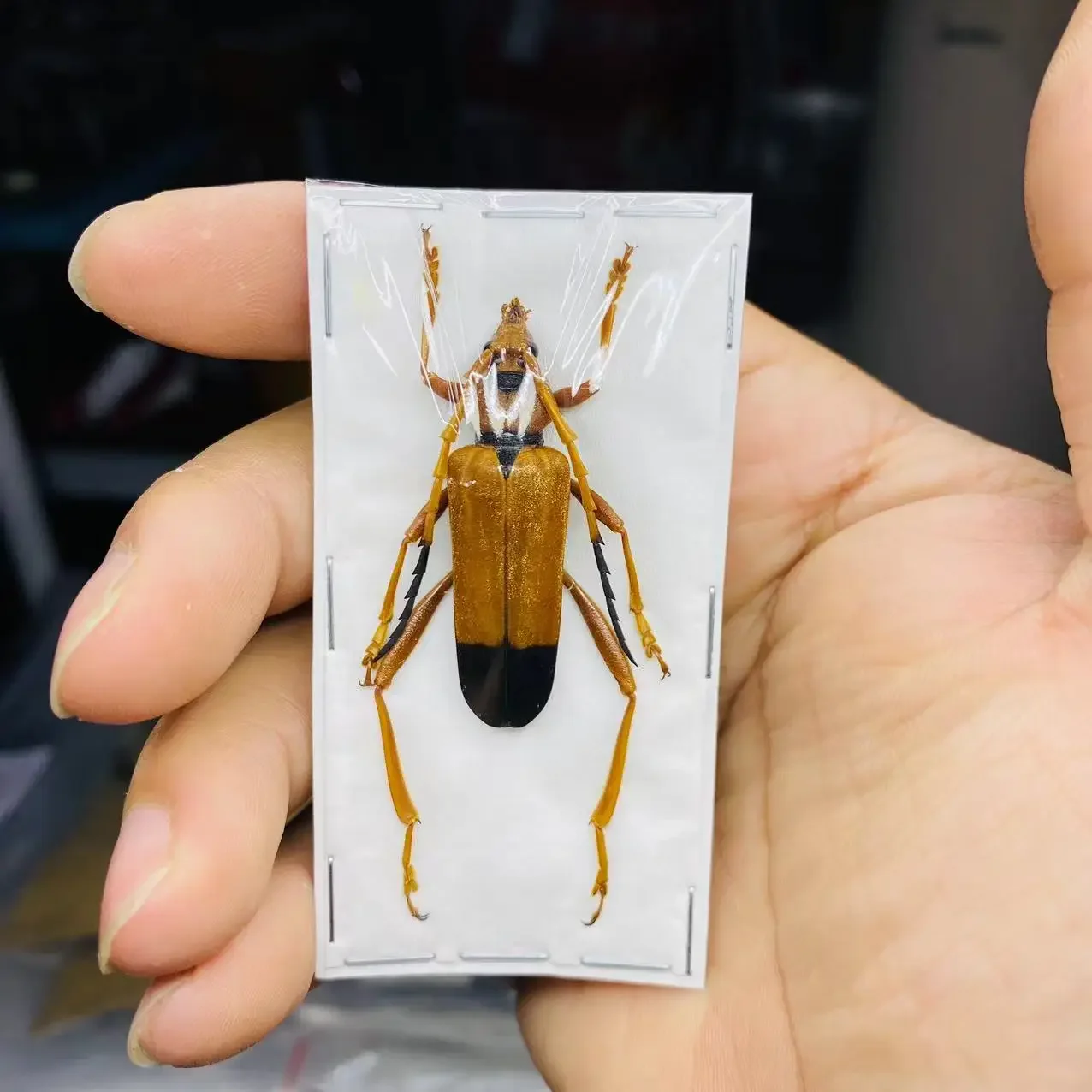 1 Real Beetles Specimens, Longhorn Beetles, Cicadas, Stag Beetles, Insect Collection, Students Observe Teaching Specimens Hobby
1 Real Beetles Specimens, Longhorn Beetles, Cicadas, Stag Beetles, Insect Collection, Students Observe Teaching Specimens Hobby