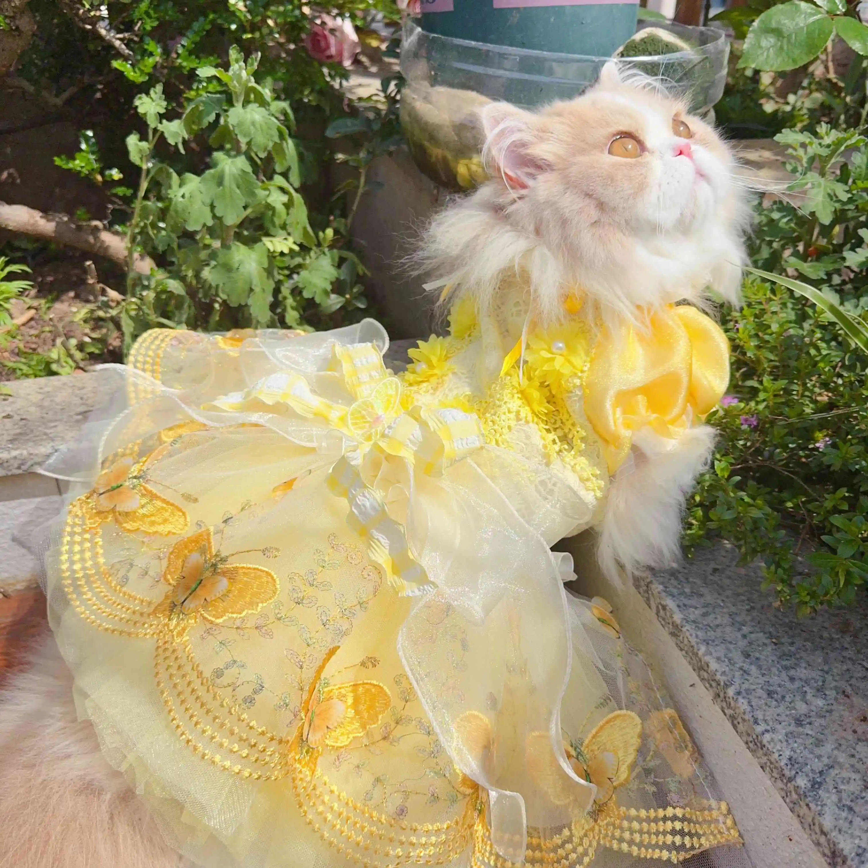 Luxury Yellow Lace Tail Princess Dress For Small Medium Dog Fashion Handade Pet Dog Clothes Puppy Dog Photography Parties Skirt
Luxury Yellow Lace Tail Princess Dress For Small Medium Dog Fashion Handade Pet Dog Clothes Puppy Dog Photography Parties Skirt