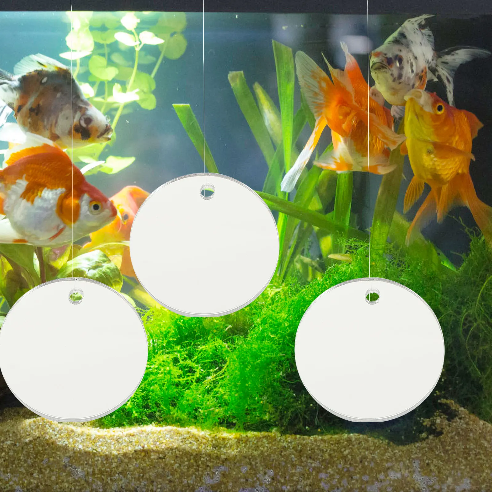 4 Pcs Breeding Fish Tank Mirror Aquarium Accessories Floating Acrylic for Betta Training
4 Pcs Breeding Fish Tank Mirror Aquarium Accessories Floating Acrylic for Betta Training