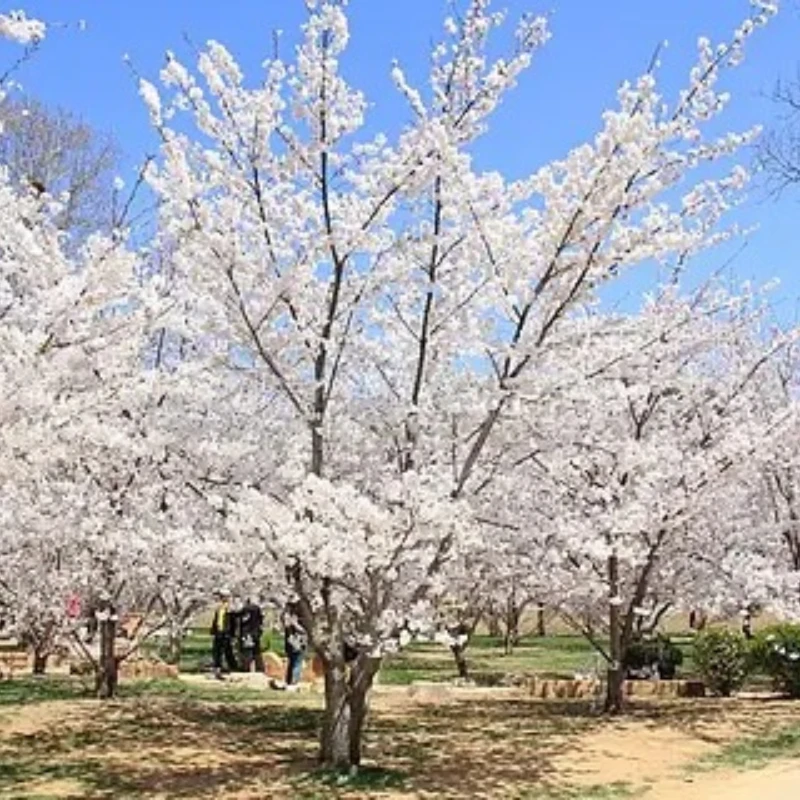 GEPRC RAD VTX 5.8G 1.6W 2.5W 40CH PITMode 25mW 200mW 600mW 1600mW Adjustable Video Transmitter For Mark4 LR10 MOZ7 MARK5D Analog
GEPRC RAD VTX 5.8G 1.6W 2.5W 40CH PITMode 25mW 200mW 600mW 1600mW Adjustable Video Transmitter For Mark4 LR10 MOZ7 MARK5D Analog