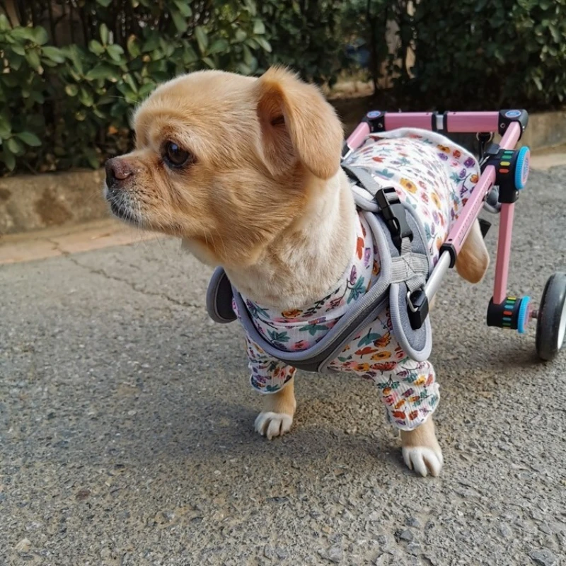 Small Pets Wheelchair Rear Leg Paralysis Support with 1-Second Detachable Foldable Design Mobility Aid & Anti-Chafing Ear Covers
Small Pets Wheelchair Rear Leg Paralysis Support with 1-Second Detachable Foldable Design Mobility Aid & Anti-Chafing Ear Covers