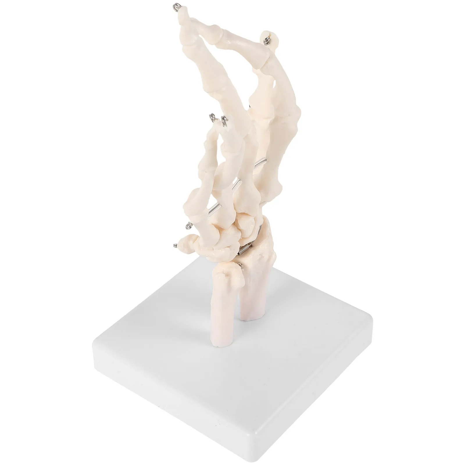 Hand Bone Joint Anatomical Teaching Equipment Human Hand Human Articulating Anatomical Scientific Teaching
Hand Bone Joint Anatomical Teaching Equipment Human Hand Human Articulating Anatomical Scientific Teaching