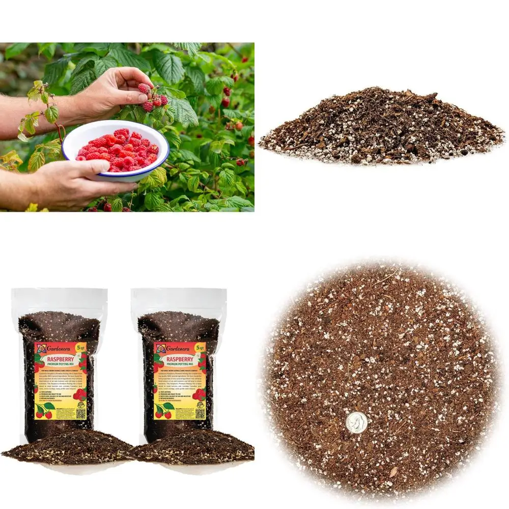 Premium Raspberry Soil Mix - Perfect for Plump and Flavorful Berries - 10 Quart
Premium Raspberry Soil Mix - Perfect for Plump and Flavorful Berries - 10 Quart