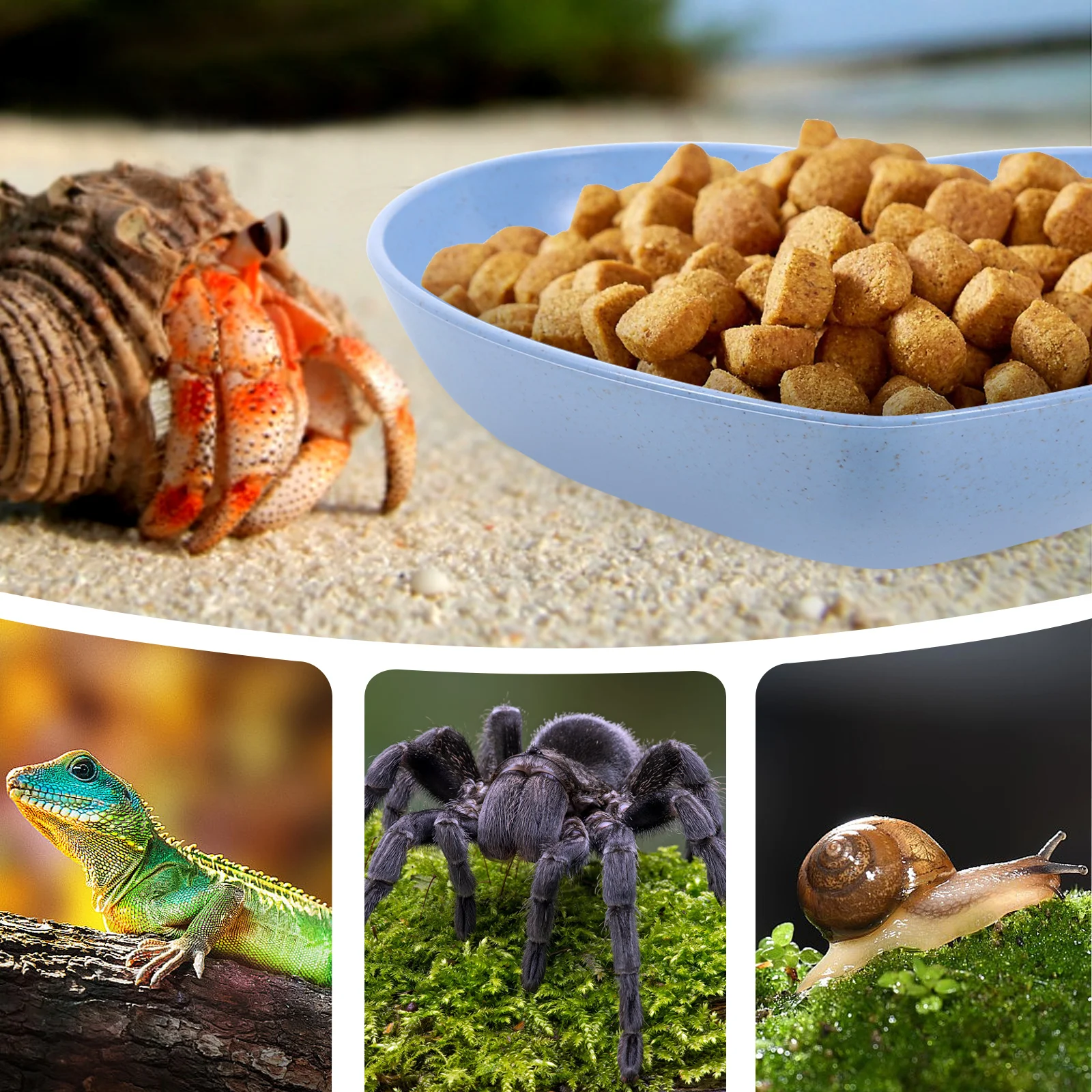 5pcs Crab Water Dish Heart Shape Reusable Plastic Bowl Compact Terrarium Food Plate Durable Pp Wheat Straw Material For
5pcs Crab Water Dish Heart Shape Reusable Plastic Bowl Compact Terrarium Food Plate Durable Pp Wheat Straw Material For
