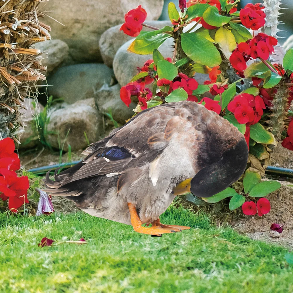 2Pcs Garden Insert Acrylic Duck Stakes Realistic Yard Decoration Lawn Ornament Outdoor Stake Sign Acrylic Stake 
2Pcs Garden Insert Acrylic Duck Stakes Realistic Yard Decoration Lawn Ornament Outdoor Stake Sign Acrylic Stake