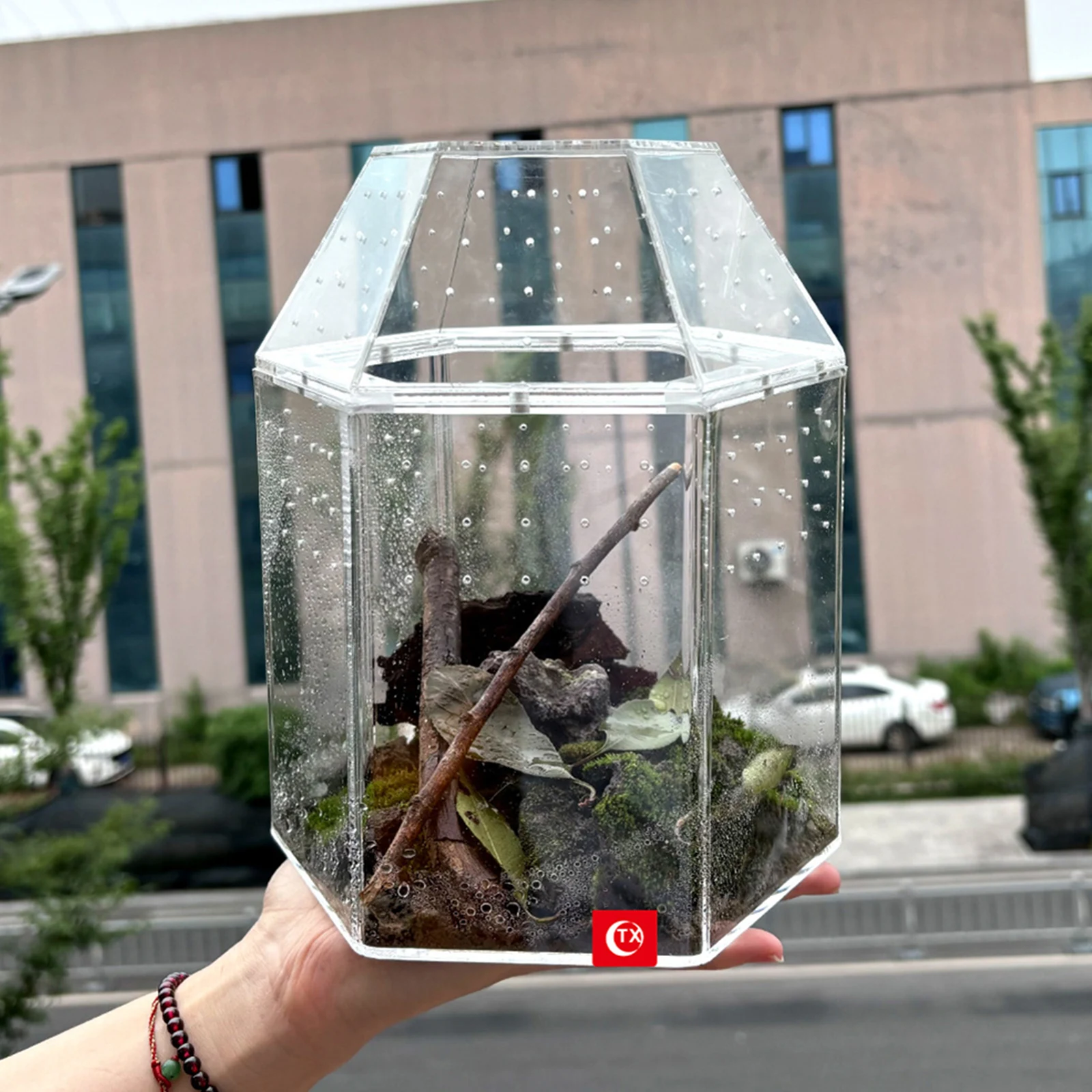 Terrarium Habitat Acrylic Bug Terrarium Full Transparency Mini Tarantula Enclosure All-Side Ventilation for Frog Crickets Snails
Terrarium Habitat Acrylic Bug Terrarium Full Transparency Mini Tarantula Enclosure All-Side Ventilation for Frog Crickets Snails
