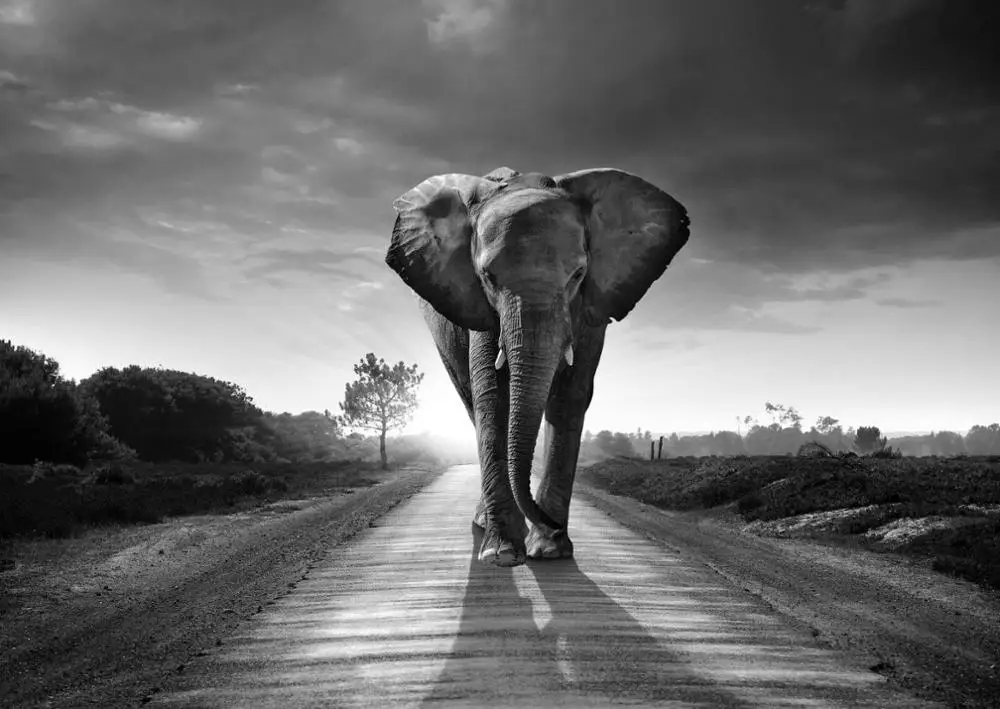 Elephant Wildlife Landscape Black & White Art print Silk poster Home Wall Decor
Elephant Wildlife Landscape Black & White Art print Silk poster Home Wall Decor