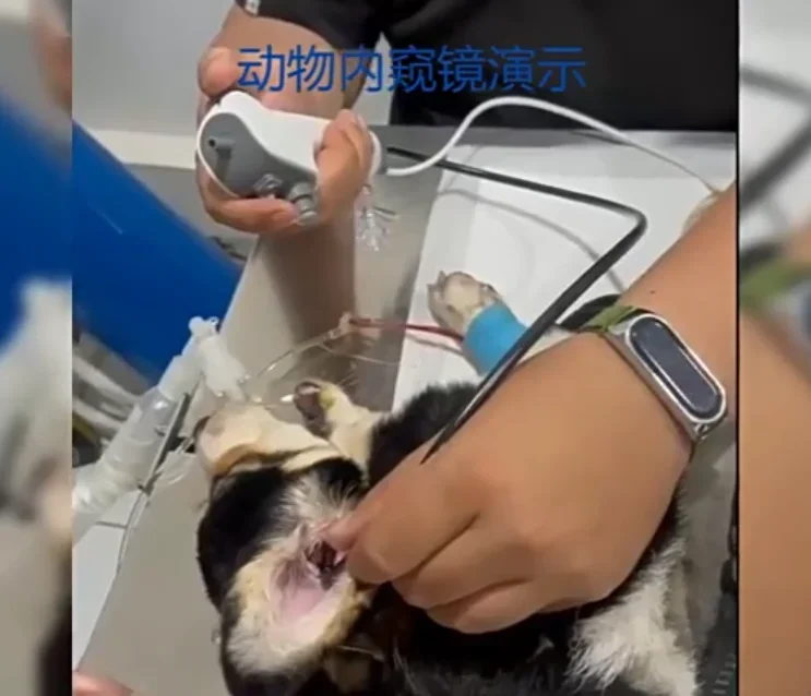 Портативный 2,8 мм гибкий ветеринарный эндоскоп для домашних животных, бронхоскоп для собак, кошек, клиники, экзамена
Портативный 2,8 мм гибкий ветеринарный эндоскоп для домашних животных, бронхоскоп для собак, кошек, клиники, экзамена