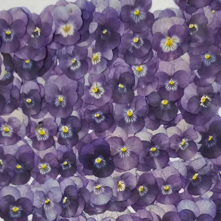 Сухой прессованный градиентный фиолетовый Pansy Corydalis Suaveolens цветок яркий цвет фотография открытка DIY
Сухой прессованный градиентный фиолетовый Pansy Corydalis Suaveolens цветок яркий цвет фотография открытка DIY