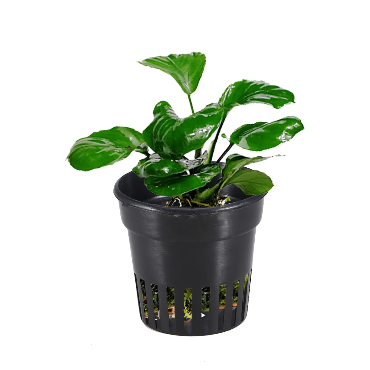 6 Pcs Plastic Pot Plant Cups Nursery Pot Garden Net Cups Hydroponic Flowerpot Grow Pots Vegetable Planting Basket Durable UV
6 Pcs Plastic Pot Plant Cups Nursery Pot Garden Net Cups Hydroponic Flowerpot Grow Pots Vegetable Planting Basket Durable UV