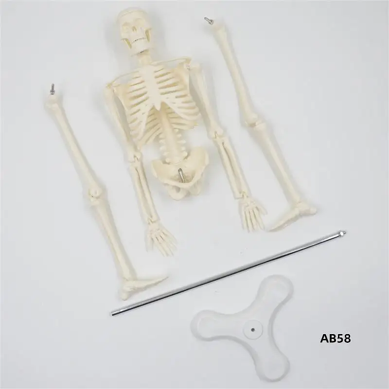3X 45CM Human Anatomical Anatomy Skeleton Model Poster Learn Aid Anatomy Human Skeletal Model
3X 45CM Human Anatomical Anatomy Skeleton Model Poster Learn Aid Anatomy Human Skeletal Model