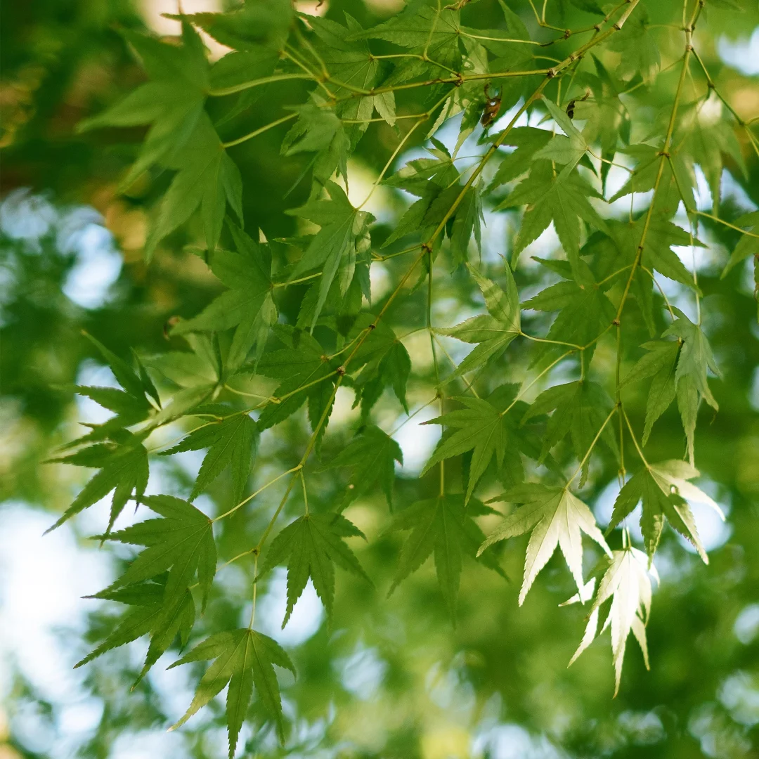 Y 10.26 Inch Qualcomm Android 13 For Maserati Quattroporte 2004-2012 4G LTE Carplay Car Multimedia Stereo Radio Player Head Unit
Y 10.26 Inch Qualcomm Android 13 For Maserati Quattroporte 2004-2012 4G LTE Carplay Car Multimedia Stereo Radio Player Head Unit