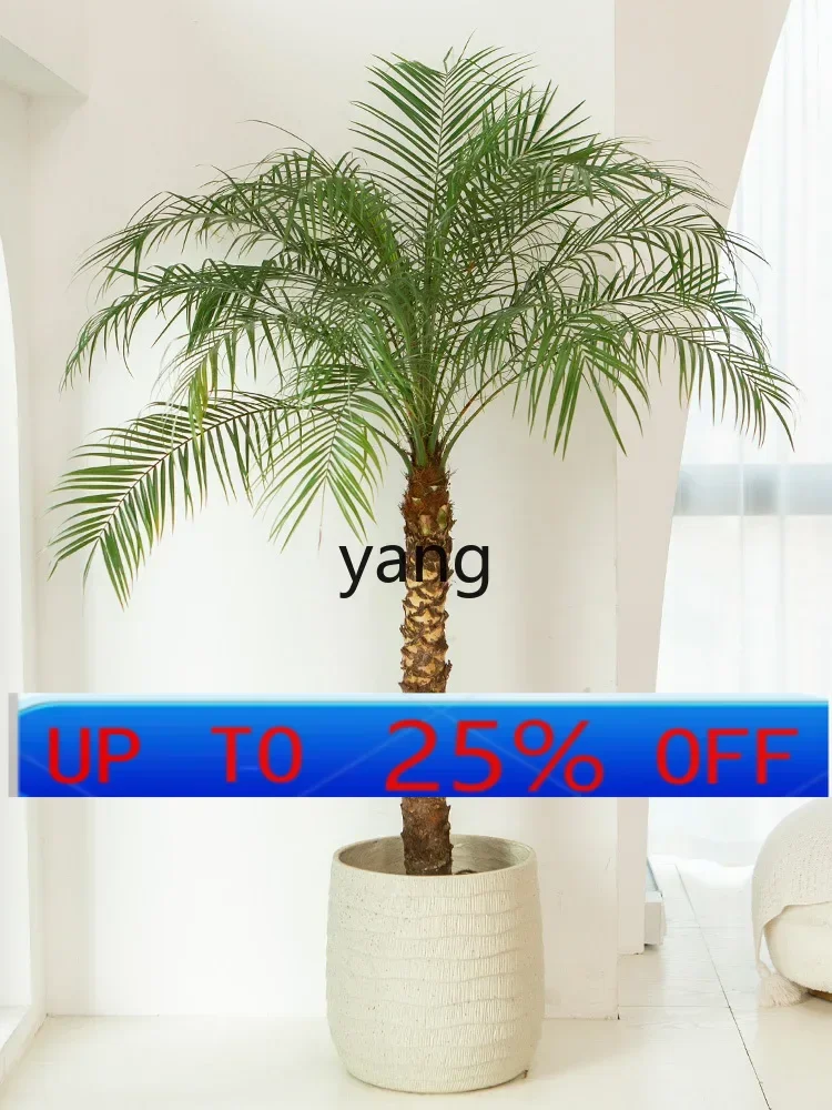 LM Potted Needle Leaf Palm Large Tropical Plant Coconut Tree Indoor Greenery
LM Potted Needle Leaf Palm Large Tropical Plant Coconut Tree Indoor Greenery