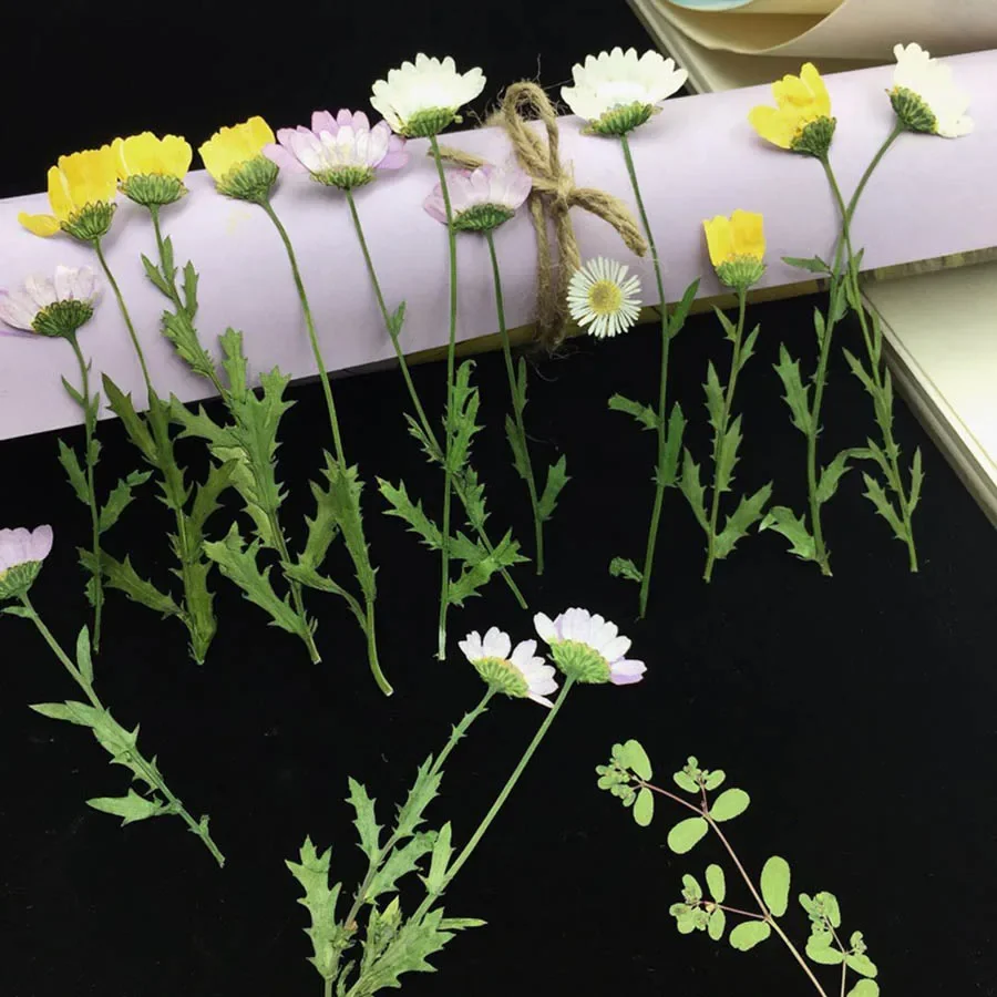 250pcs Side Pressed Dried Chrysanthemum Paludosum Flower Plants Herbarium For Jewelry Bookmark Phone Case Candle Art DIY
250pcs Side Pressed Dried Chrysanthemum Paludosum Flower Plants Herbarium For Jewelry Bookmark Phone Case Candle Art DIY