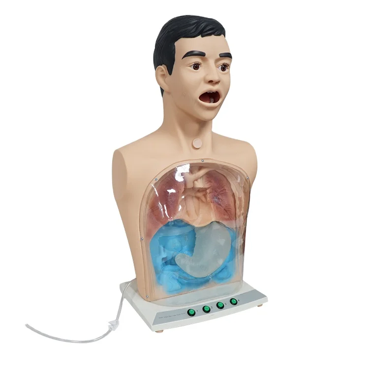 SY-N03110 basic care model basic nursing training manikin Multi-functional Training Manikin Display With Internal Organs
SY-N03110 basic care model basic nursing training manikin Multi-functional Training Manikin Display With Internal Organs