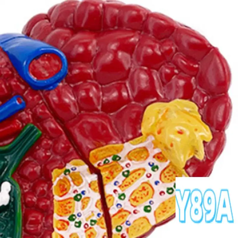 Human Anatomy Liver Model For Common Pathologies, Liver Model Human Anatomy Office Anatomy Model
Human Anatomy Liver Model For Common Pathologies, Liver Model Human Anatomy Office Anatomy Model