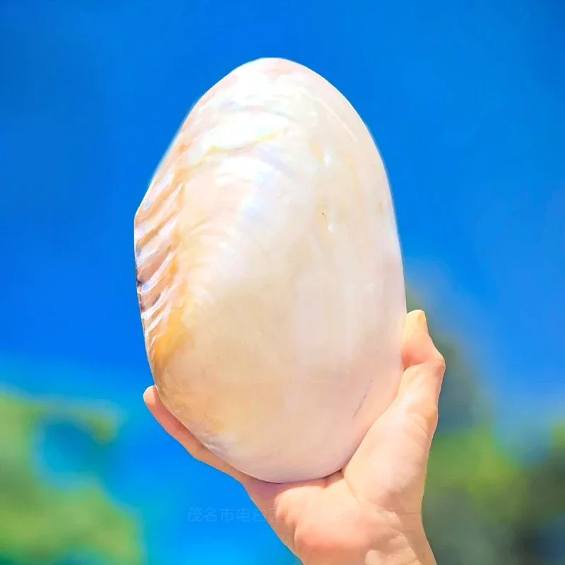 Natural Double Sided Pearl Clam Seashell Rare Sea Shells Home Decoration Accessories Aquarium Decoration Shell Decoration Crafts
Natural Double Sided Pearl Clam Seashell Rare Sea Shells Home Decoration Accessories Aquarium Decoration Shell Decoration Crafts