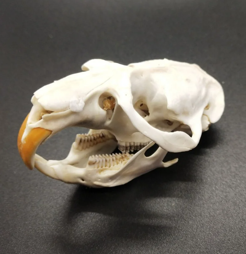 Real Incense Rat Skull Specimen Ornament Rat skull Auspicious pendant Personal collection home decor feng shui
Real Incense Rat Skull Specimen Ornament Rat skull Auspicious pendant Personal collection home decor feng shui