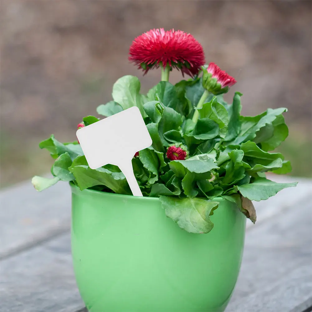 30 Pcs DIY Labels Plant Markers White Plastic Garden Tags Flower Bed Pot Decor Identifying Boards Simple Nursery Markers
30 Pcs DIY Labels Plant Markers White Plastic Garden Tags Flower Bed Pot Decor Identifying Boards Simple Nursery Markers