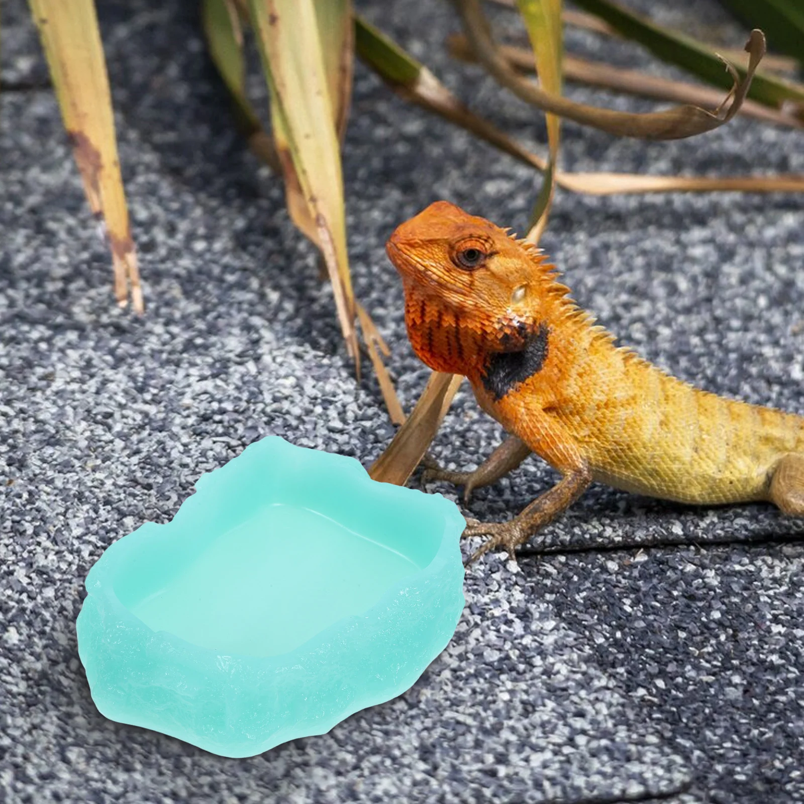 Reptile Daily Use Reptile Dish Bowl Resin Wear-Resistant Non-Slip For Tank Decoration Daily Use Pet Accessory
Reptile Daily Use Reptile Dish Bowl Resin Wear-Resistant Non-Slip For Tank Decoration Daily Use Pet Accessory