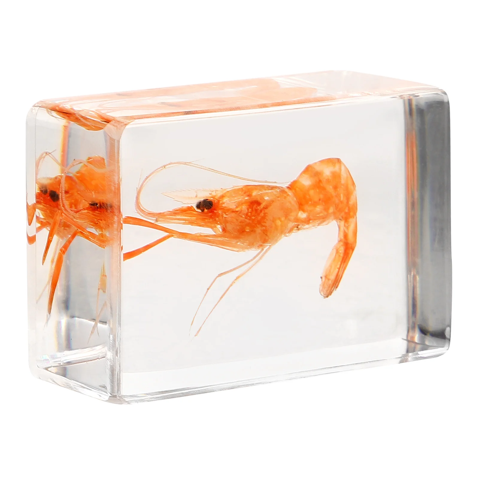 Resin Shrimp Specimen Table Display Craft for Education Collection Lightweight Decorative River Shrimp Paperweight
Resin Shrimp Specimen Table Display Craft for Education Collection Lightweight Decorative River Shrimp Paperweight