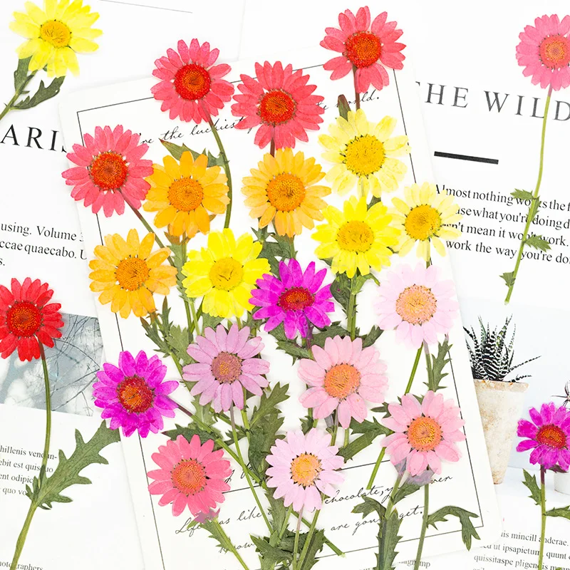 60Pcs Crystal Chrysanthemum Dried Flowers with Stems, Pressed Flowers for DIY Greeting Cards, Bookmarks, Resin Accessories, Candle Materials, Pressed Real Flowers, Decorative Painting Materials
60Pcs Crystal Chrysanthemum Dried Flowers with Stems, Pressed Flowers for DIY Greeting Cards, Bookmarks, Resin Accessories, Candle Materials, Pressed Real Flowers, Decorative Painting Materials