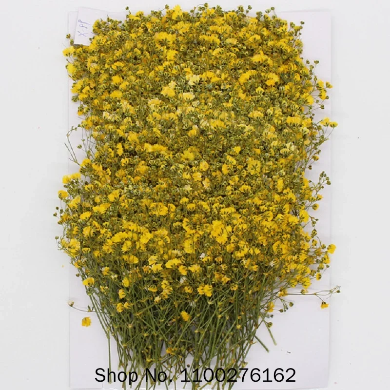 120 Pcs Natural Gypsophila Dried Flowers Small Flowers Bouquet Dry Flowers Press Mini Decorative Photography Background Decor
120 Pcs Natural Gypsophila Dried Flowers Small Flowers Bouquet Dry Flowers Press Mini Decorative Photography Background Decor