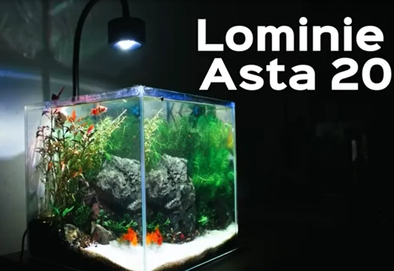 Светильник для аквариума Lominie Asta 20 Freshwater Planted с LED-подсветкой 18 Вт и пультом дистанционного управления
Светильник для аквариума Lominie Asta 20 Freshwater Planted с LED-подсветкой 18 Вт и пультом дистанционного управления