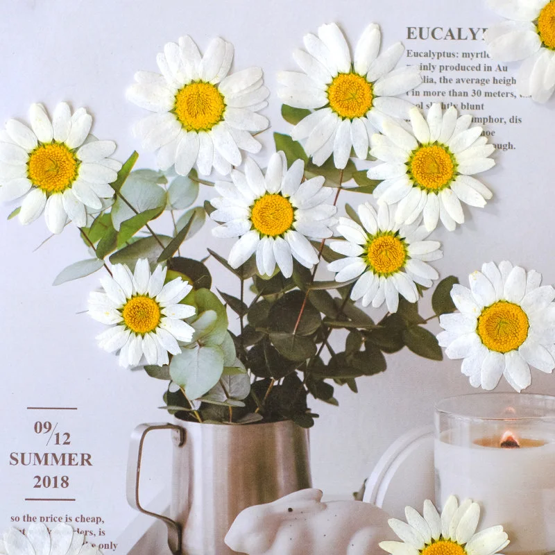 100Pcs Natural White Crystal Chrysanthemum Daisy Flower Pressed Flowers DIY Greeting Card Bookmark Resin Accessories Fragrance Candle Materials Pressed Dried Leaves Real Flowers
100Pcs Natural White Crystal Chrysanthemum Daisy Flower Pressed Flowers DIY Greeting Card Bookmark Resin Accessories Fragrance Candle Materials Pressed Dried Leaves Real Flowers