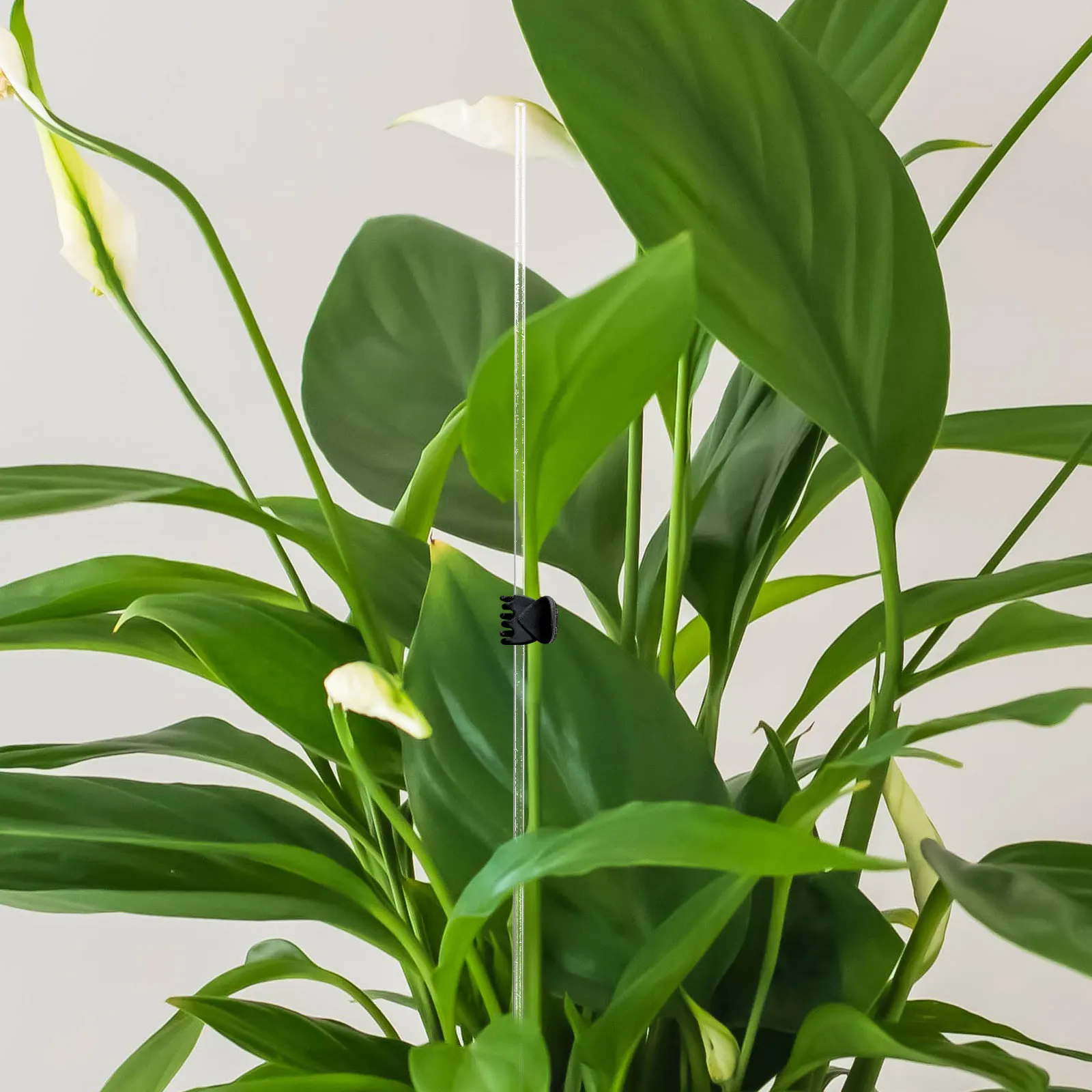 10pcs Single Stem Acrylic Plant Stake Transparent Garden Vine Support Durable Stake Trellis For Flower Accessories Climbing
10pcs Single Stem Acrylic Plant Stake Transparent Garden Vine Support Durable Stake Trellis For Flower Accessories Climbing