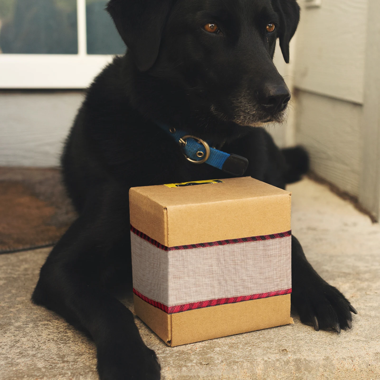 3Pcs Decorative Linen Ribbon, Gift Packaging and Bouquet Decor, Crafting Ribbon for Birthday Parties, Festive Celebrations
3Pcs Decorative Linen Ribbon, Gift Packaging and Bouquet Decor, Crafting Ribbon for Birthday Parties, Festive Celebrations