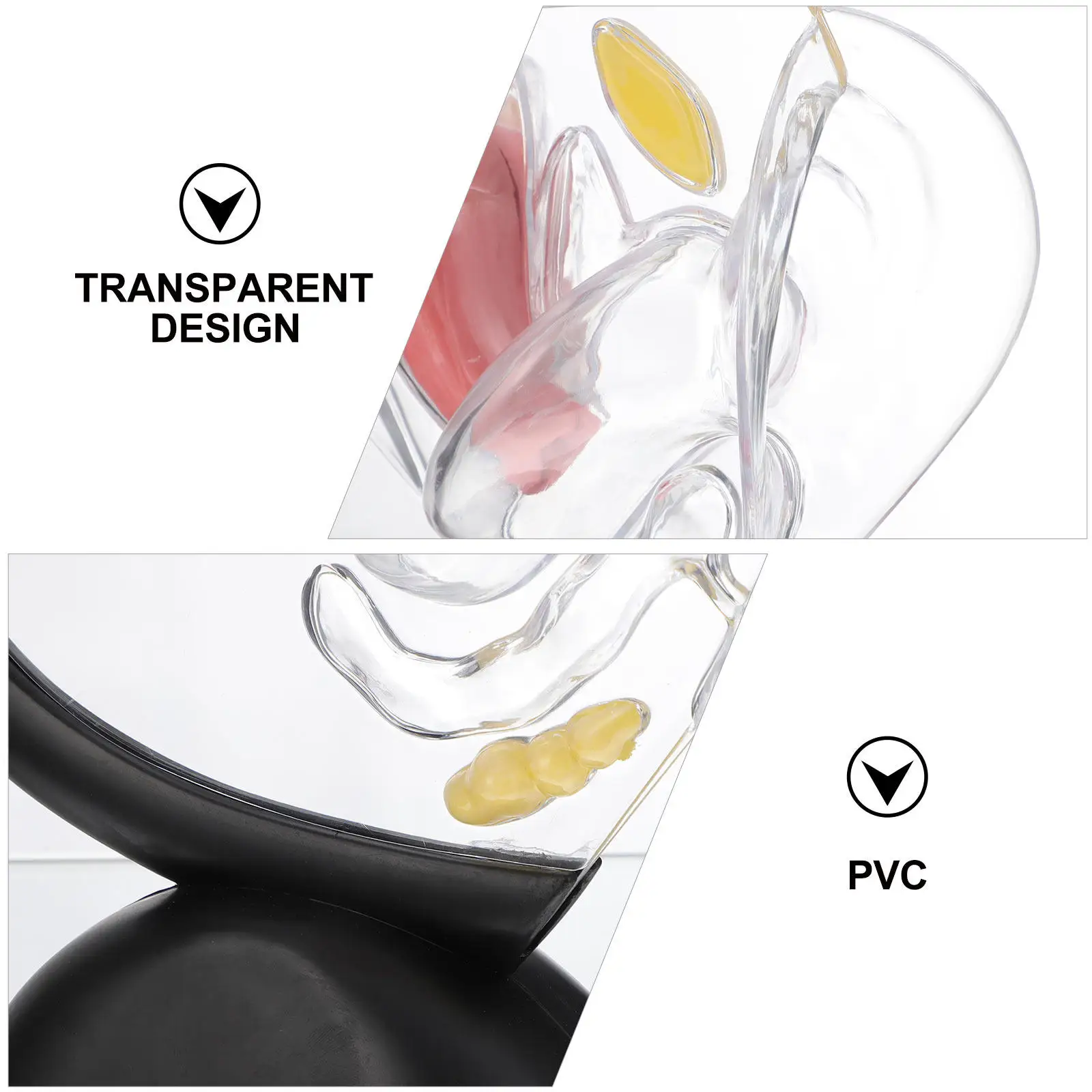 Human Uterus Structure Premium PVC Teaching Tool Practice Display Female Reproductive Organ Visible Transparent Wall
Human Uterus Structure Premium PVC Teaching Tool Practice Display Female Reproductive Organ Visible Transparent Wall
