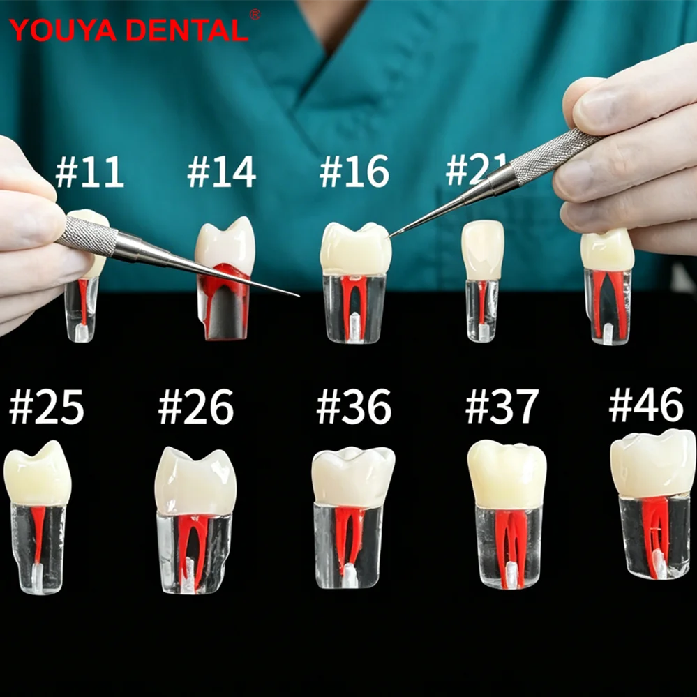 20pcs Dental Endo Training Model Resin Root Canal Block RCT Practice Teeth Pulp Cavity Tooth Model for Dentist Students Studying
20pcs Dental Endo Training Model Resin Root Canal Block RCT Practice Teeth Pulp Cavity Tooth Model for Dentist Students Studying