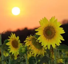 S30670 Pump Assembly Original Printer Part for Epson Surecolor S30670 S30600 S30610 S30680 Pump Assembly Origin Pumps Kit Parts
S30670 Pump Assembly Original Printer Part for Epson Surecolor S30670 S30600 S30610 S30680 Pump Assembly Origin Pumps Kit Parts