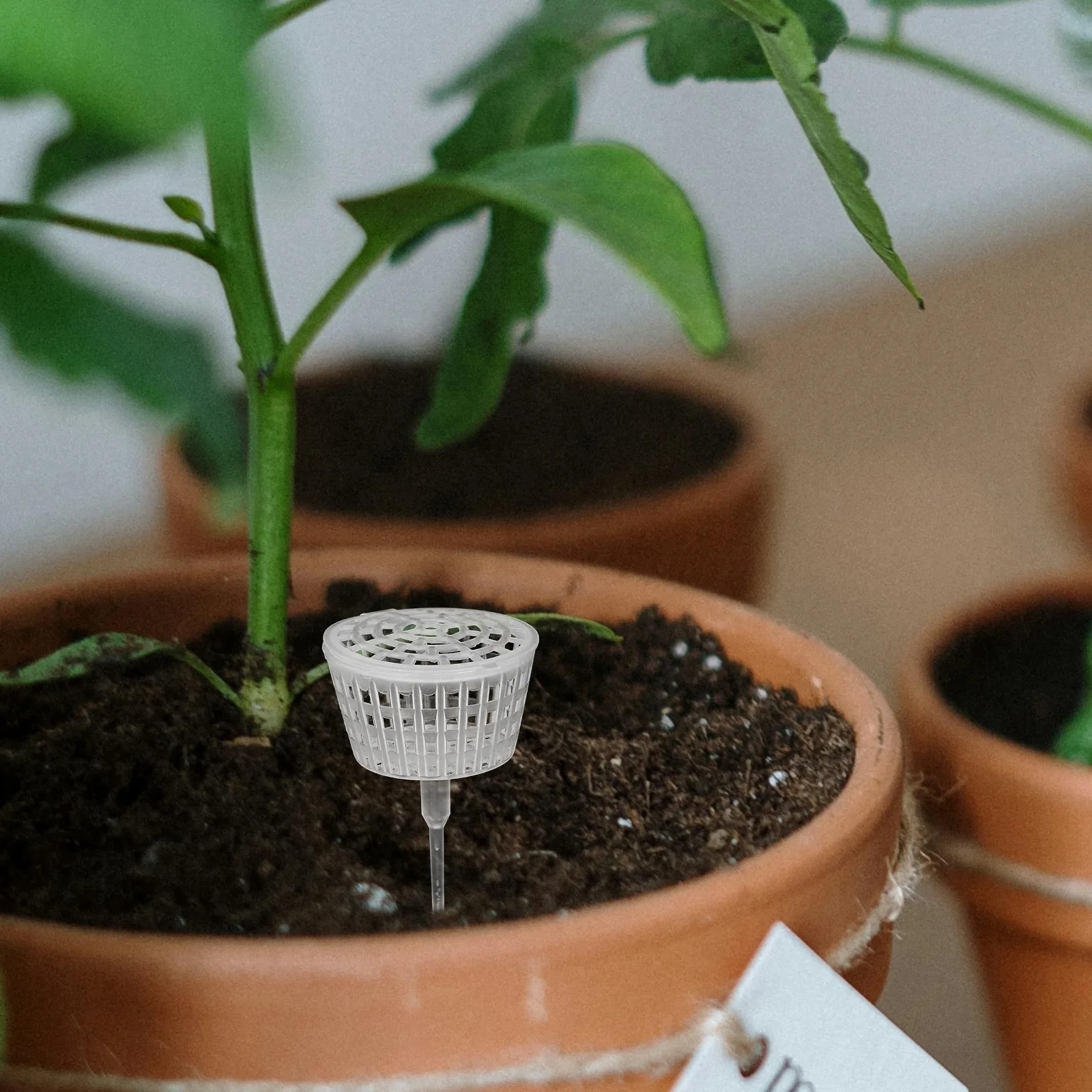 10pcs Box Round Transparent Containers Automatic Plant Gardening Plastic Baskets Bonsai Flower Orchid
10pcs Box Round Transparent Containers Automatic Plant Gardening Plastic Baskets Bonsai Flower Orchid