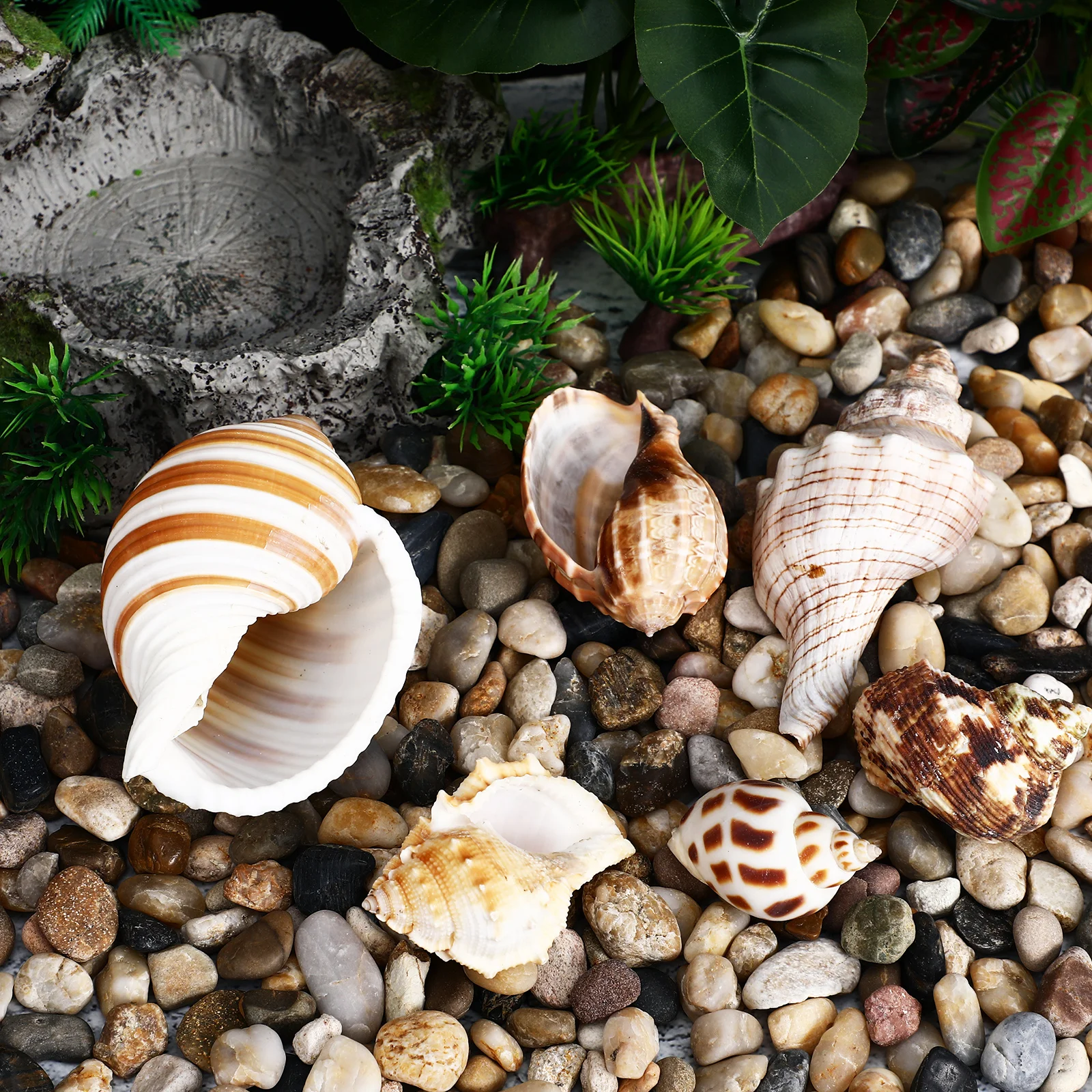 6 pcs Natural Conch Shells for Crab Habitat Smooth Durable Aquarium Decor Sea Shell Craft Large DIY Project
6 pcs Natural Conch Shells for Crab Habitat Smooth Durable Aquarium Decor Sea Shell Craft Large DIY Project
