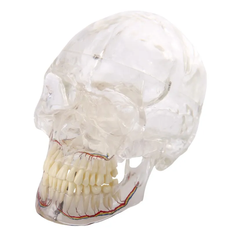 YTYIN Human Transparent Skull With Nerves Models
YTYIN Human Transparent Skull With Nerves Models