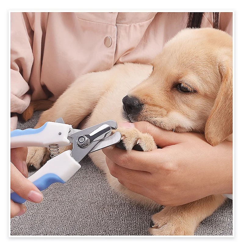 Pet Cat Dog Nail Clipper Cutter Stainless Steel Grooming Scissors Clippers Claw Nail Scissors with Lock Pet Supplies
Pet Cat Dog Nail Clipper Cutter Stainless Steel Grooming Scissors Clippers Claw Nail Scissors with Lock Pet Supplies