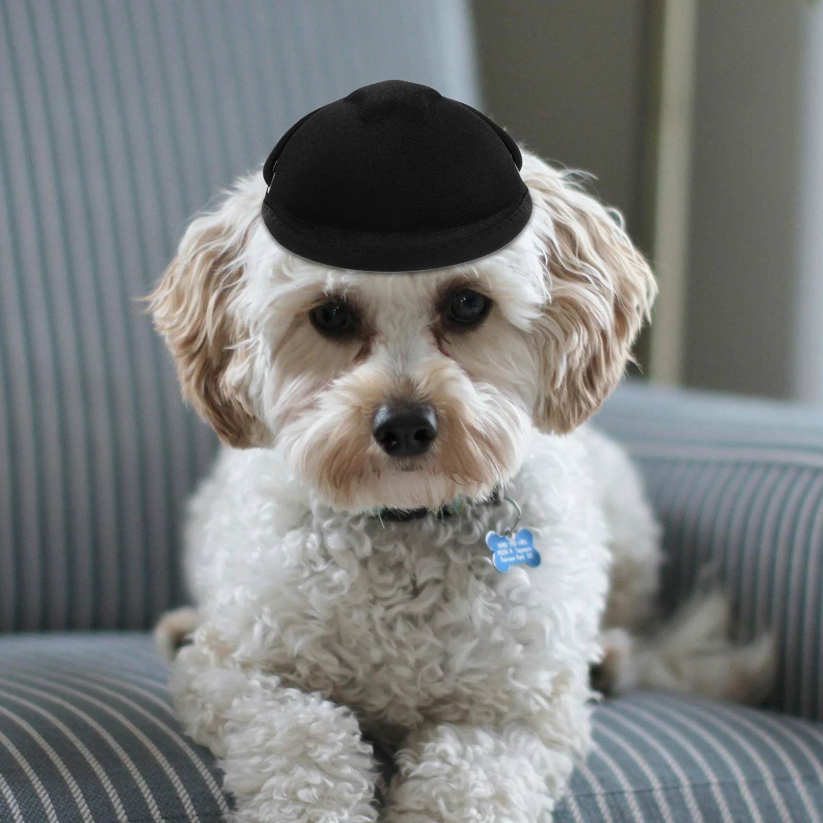 Pet Safety For Dogs Adjustable Protective Dog Outdoor Riding Gear Stylish Lightweight For Small Medium Large
Pet Safety For Dogs Adjustable Protective Dog Outdoor Riding Gear Stylish Lightweight For Small Medium Large