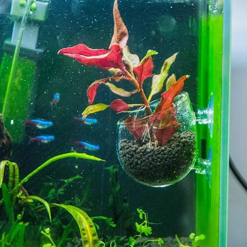 Aquarium Decoration Plant Cup Pot Live Plants Fish Tank Holder Glass Aquatic Plant Pot with Suction Cups Aquarium Decor Tool
Aquarium Decoration Plant Cup Pot Live Plants Fish Tank Holder Glass Aquatic Plant Pot with Suction Cups Aquarium Decor Tool