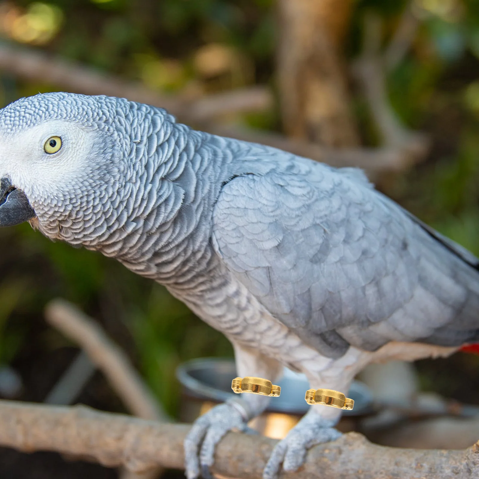 4 Pcs Bird Supplies Flying Training Foot Ring Outdoor Metal Parrot Rings Opening
4 Pcs Bird Supplies Flying Training Foot Ring Outdoor Metal Parrot Rings Opening