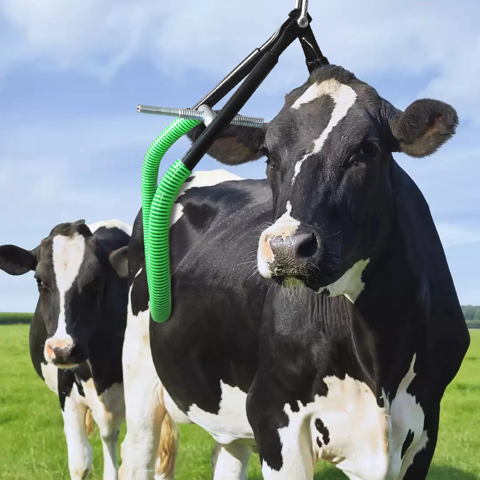 Adjustable Farm Clamp for Cow Hip Lift, Steel Standing up Assist Tool for Birthing Calving and Injury Recovery, 2204 Lbs Load-Bearing Livestock Helper for Dairy Cattle, Pig and Horse
Adjustable Farm Clamp for Cow Hip Lift, Steel Standing up Assist Tool for Birthing Calving and Injury Recovery, 2204 Lbs Load-Bearing Livestock Helper for Dairy Cattle, Pig and Horse
