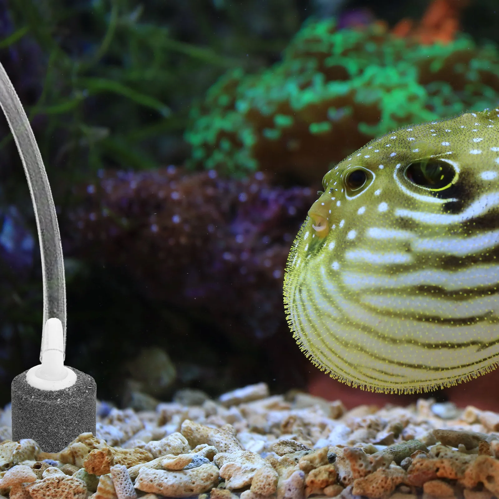 10pcs Air Stone For Aquarium Oxygen Pump Fish Tank Bubbler Hydroponic Bubble Diffuser Mute Aerator Pond Water System
10pcs Air Stone For Aquarium Oxygen Pump Fish Tank Bubbler Hydroponic Bubble Diffuser Mute Aerator Pond Water System